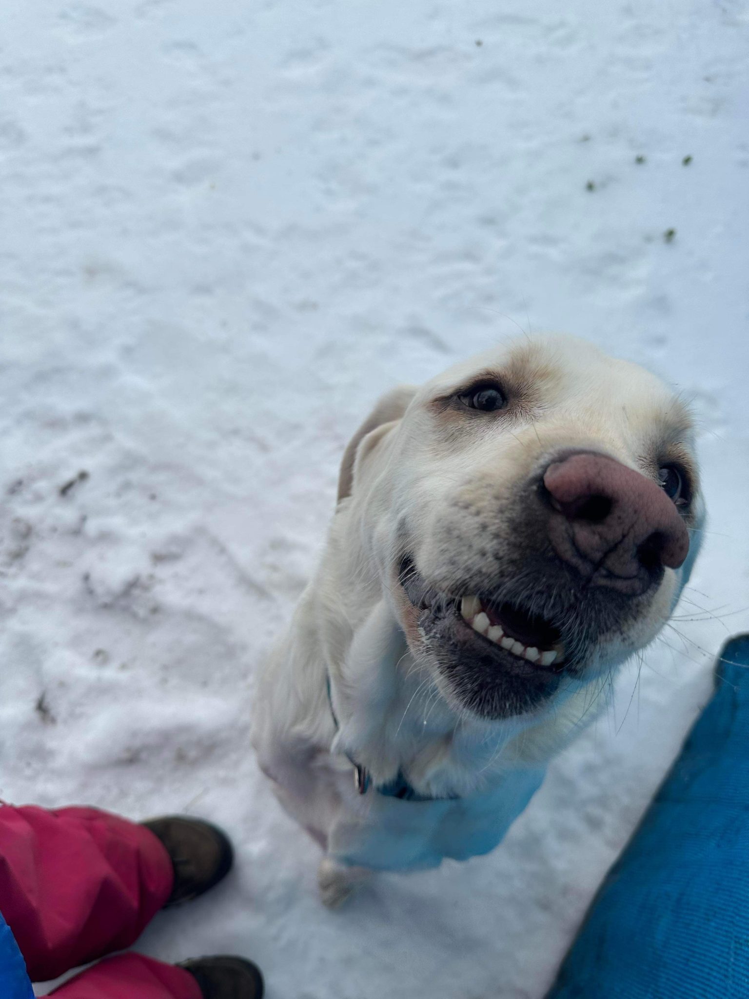 Unveiling Orchard Point Kennel A Haven for Your Furry Friends Off