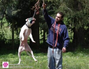 Ryan — Off Leash K9 Training of Eugene